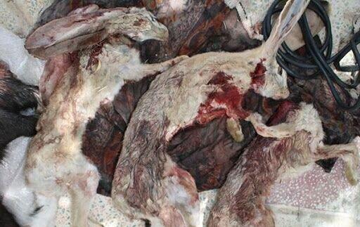 کشتار 17 خرگوش وحشی در بوشهر ، قتل عام بر سر کل کل چند جوان! ، شکارچیان شناسایی شدند
